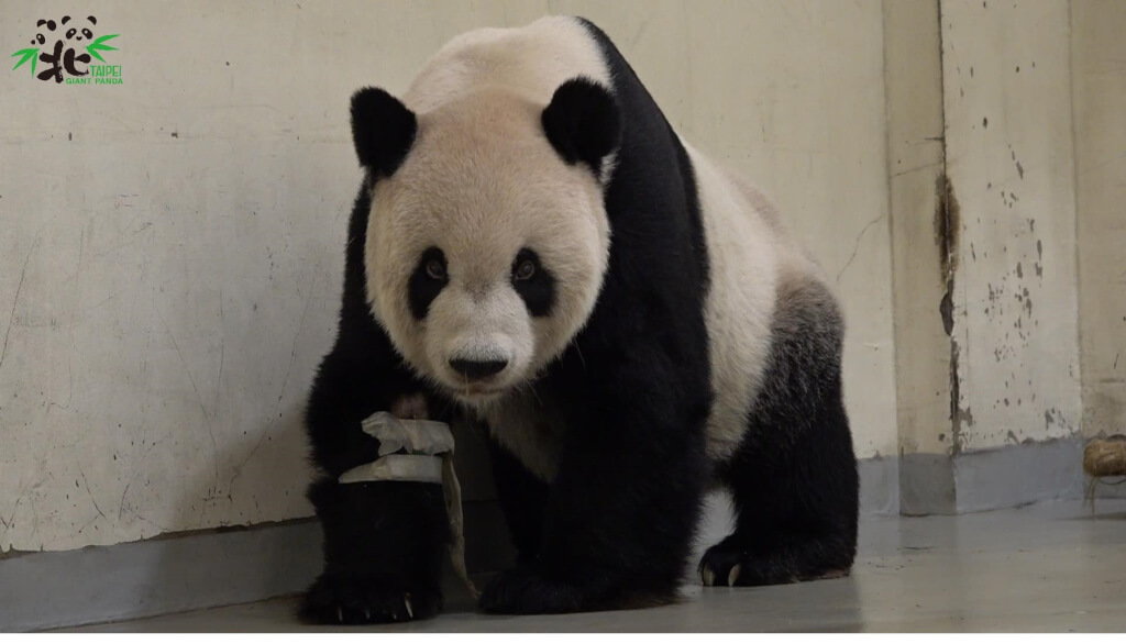 大陆赠台大熊猫“团团”离世 国台办:感到痛心和惋惜