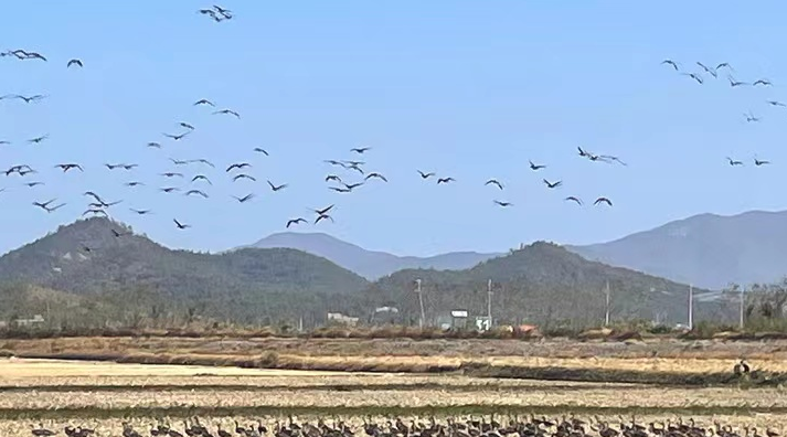 韩军出动多架战机追击朝鲜无人机，最终发现是鸟群