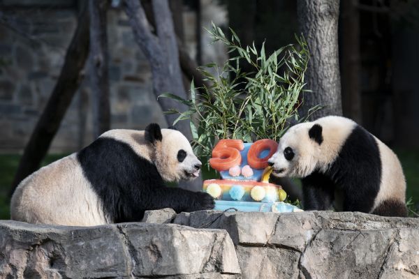 美媒关注：美动物园庆祝大熊猫抵美50周年
