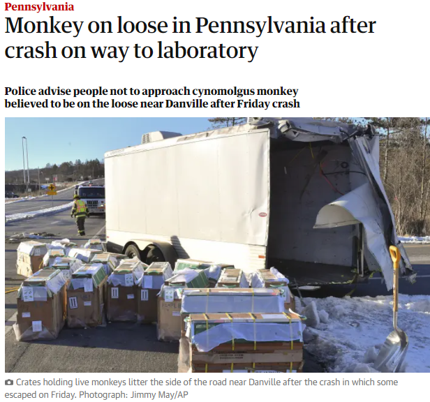 美国实验室猴子运输途中逃跑 警方发通知:危险别靠近
